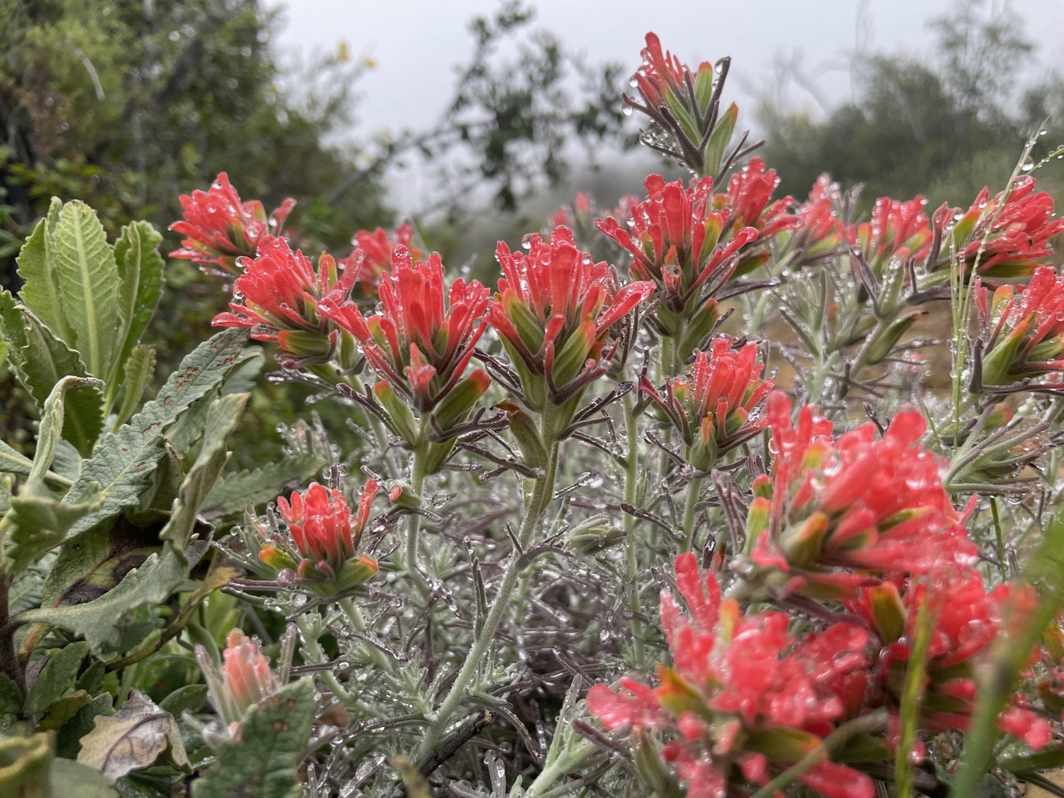 Red paintbrush wildflowers covered in morning dew